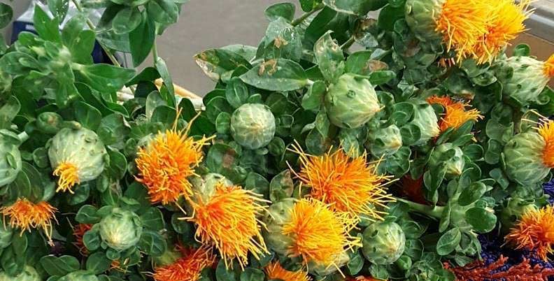 cla safflower oil